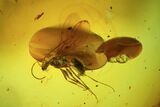 Detailed Fossil Fly (Diptera) In Baltic Amber #45165-1